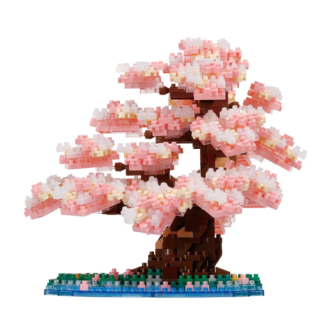 Bonsai Yoshino Cherry